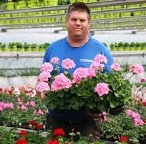 Anders Haglund med pelargoner i växthuset