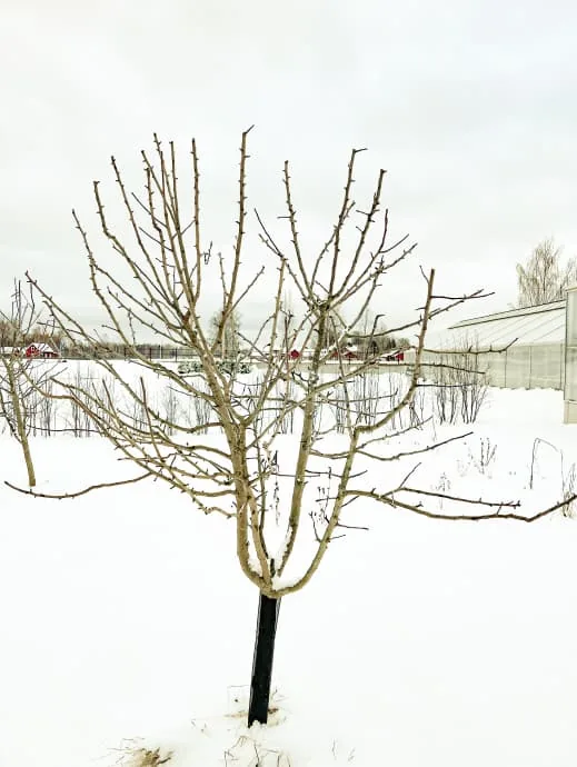 Nybeskuret äppelträd i snö