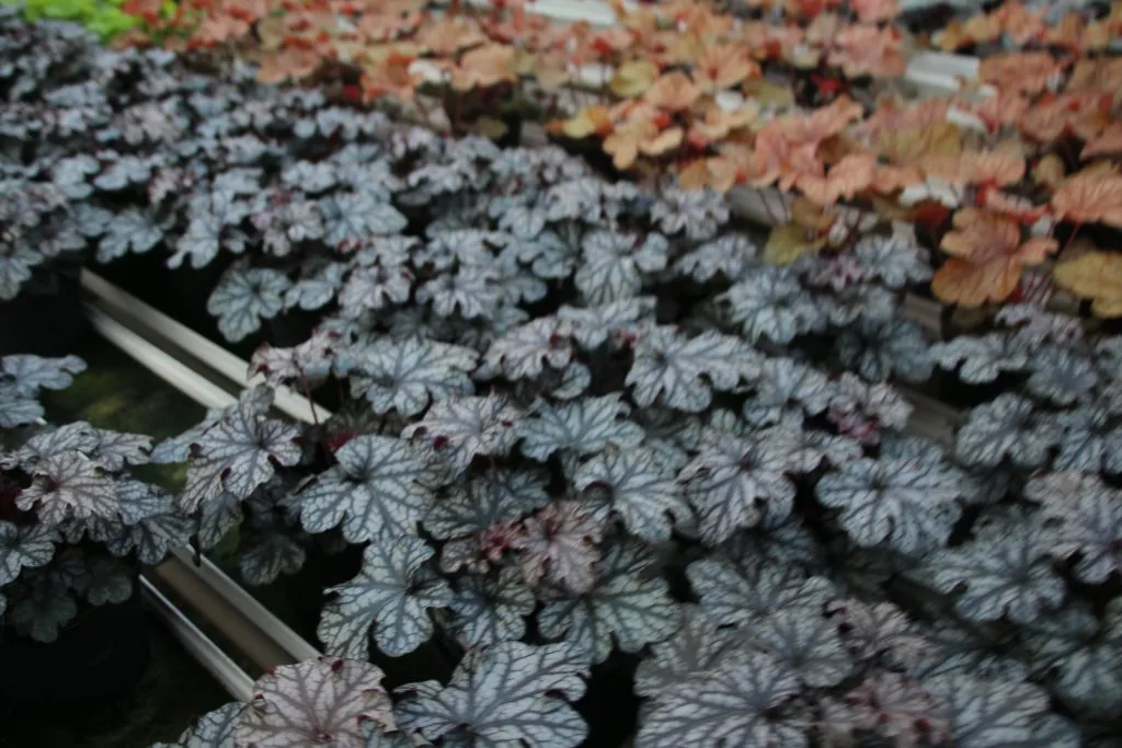Heuchera Blackbarry Jam i odlingsbänk