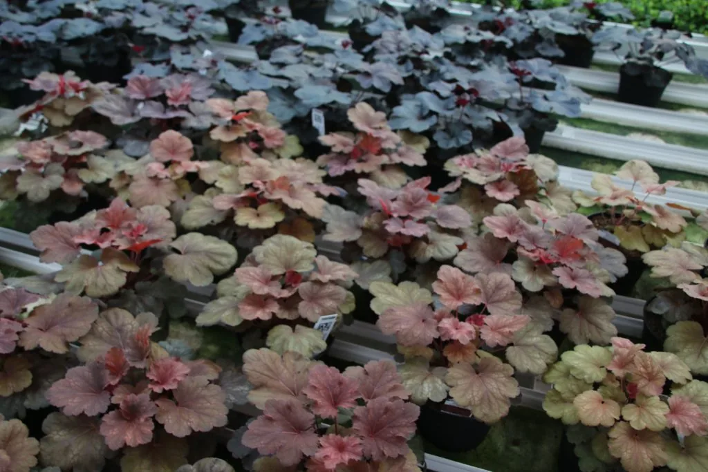 Heuchera Cherry Cola i odlingsbänk