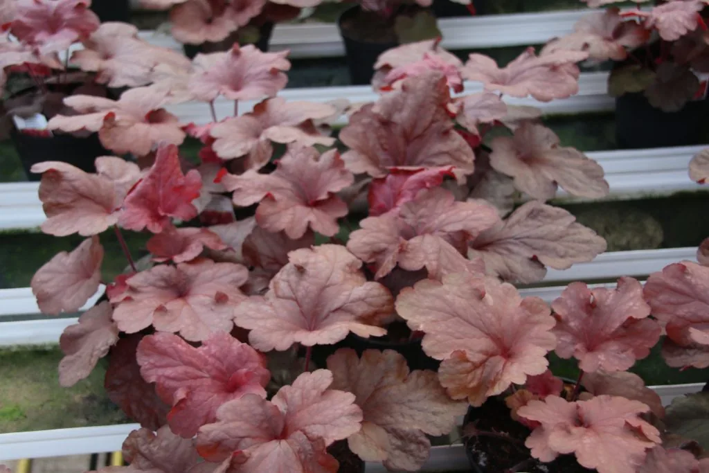 Heuchera Fire Alarm i odlingsbänk