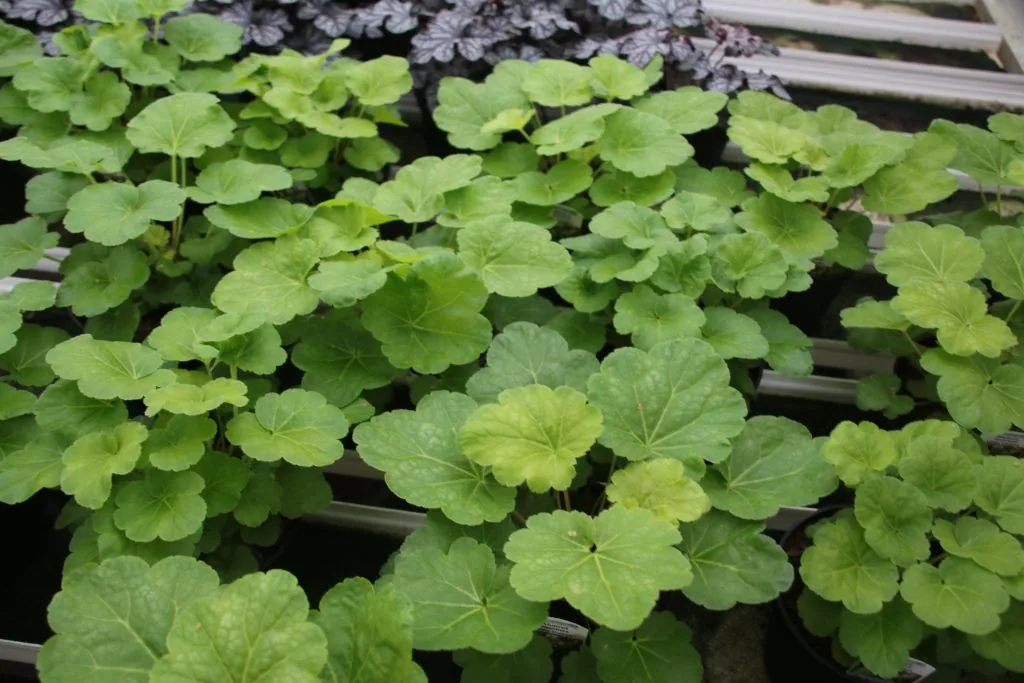 Heuchera Little Cutys Blondie in Lime i odlingsbänk
