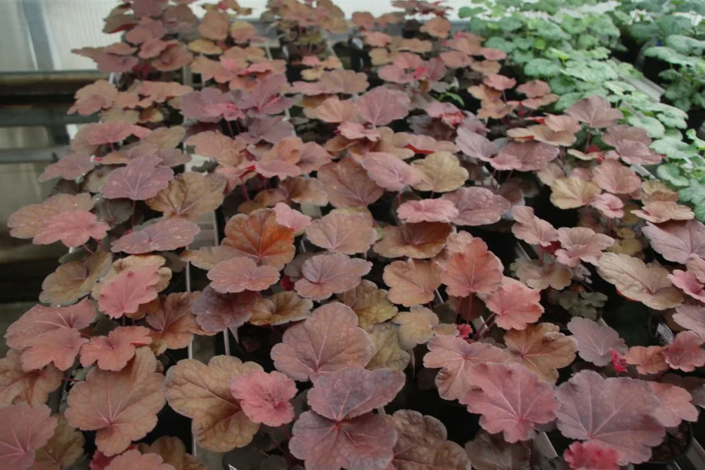 Heuchera Little Cutys Blondie i odlingsbänk