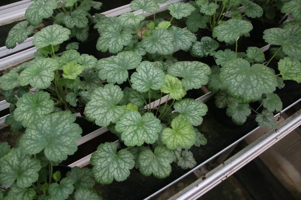 Heuchera Little Cutys Peppermint i odlingsbänk