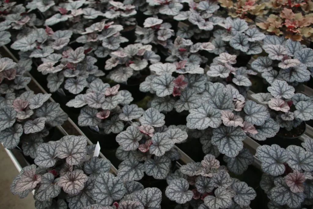 Heuchera Little Prince i odlingsbänk