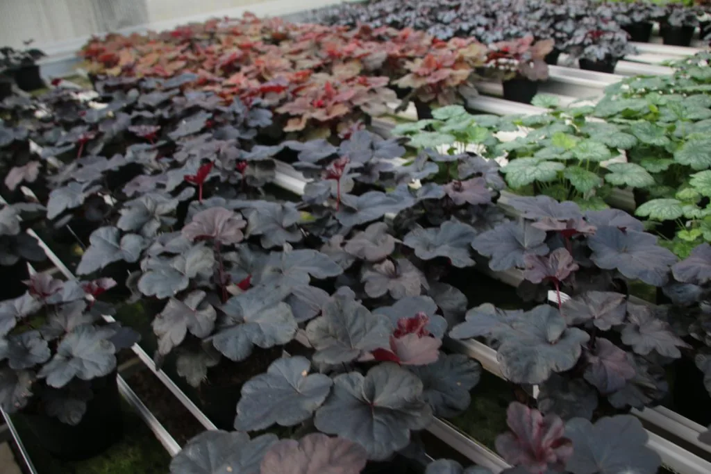 Heuchera Obsidian i odlingsbänk