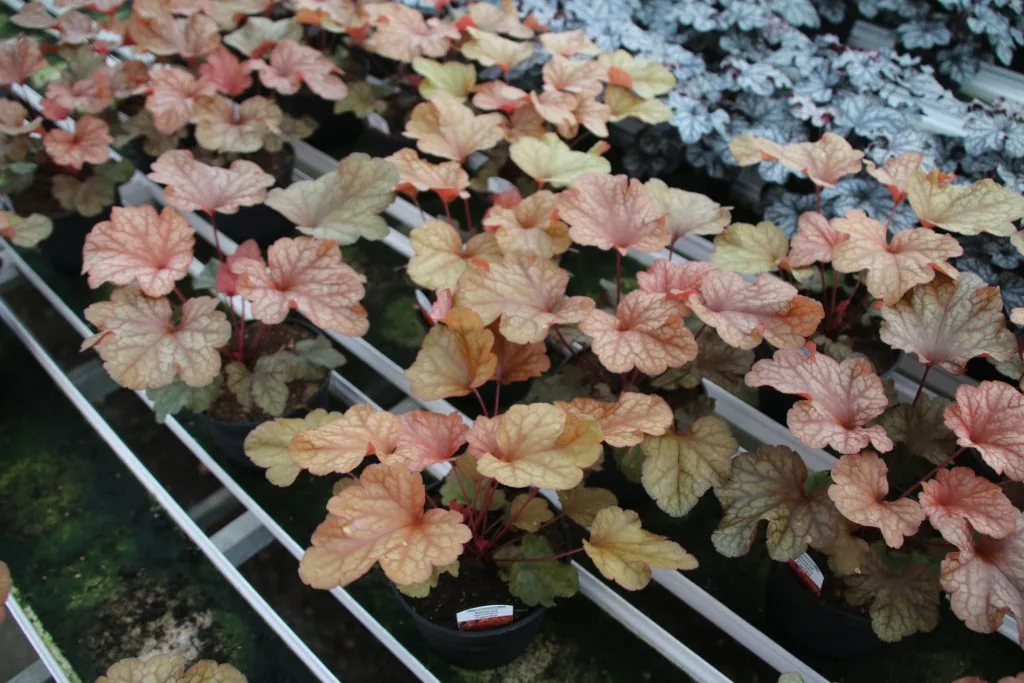 Heuchera Paprika i odlingsbänk