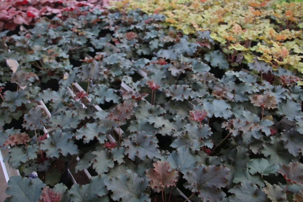 Heuchera Purple Petticotes i odlingsbänk