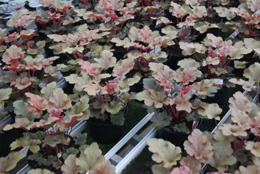 Heuchera Red Fury i odlingsbänk