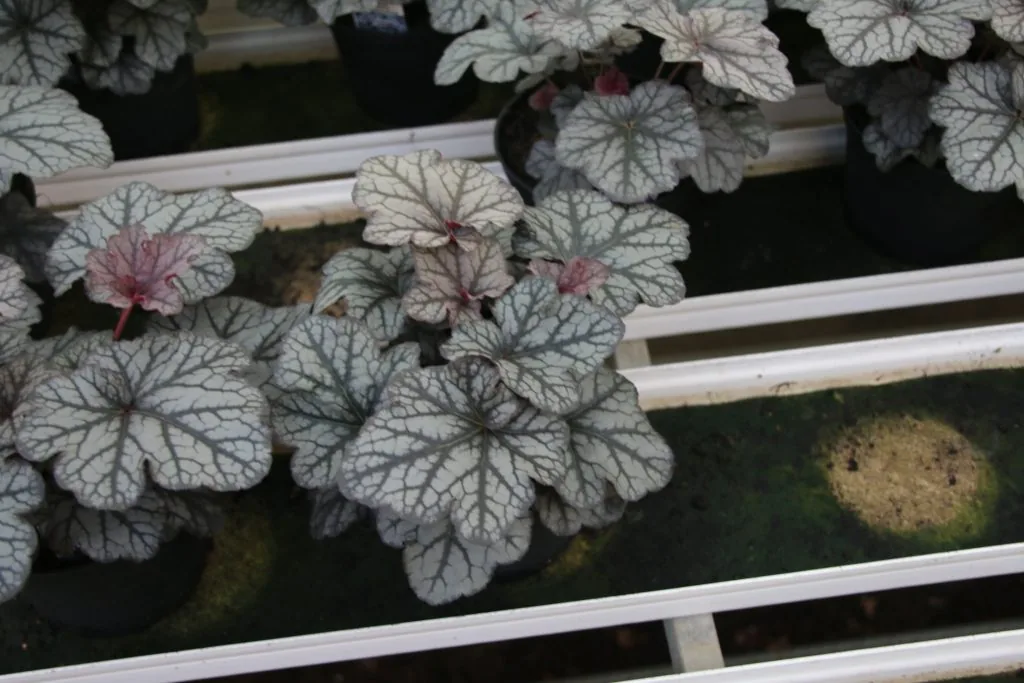Heuchera Seasons King i odlingsbänk