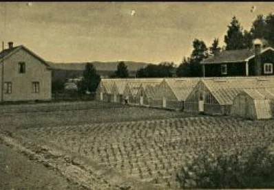 Torsångs Handelsträdgård 1937