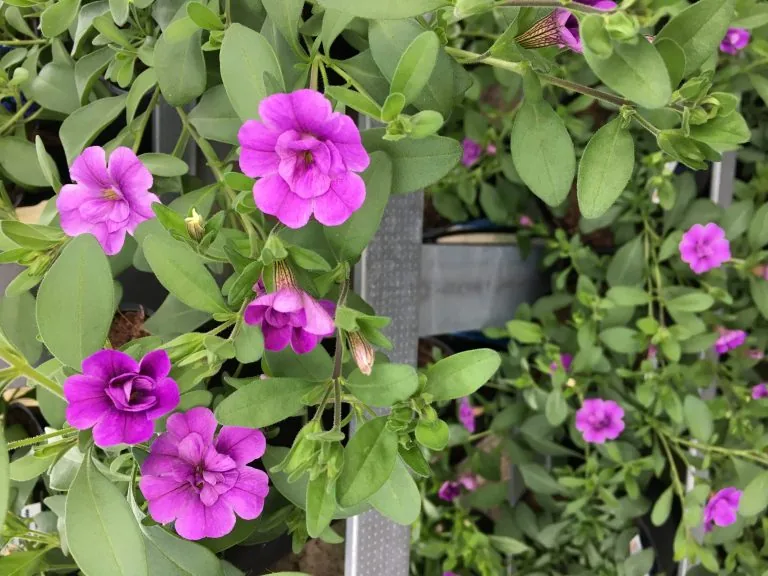 Lila småblommig petunia