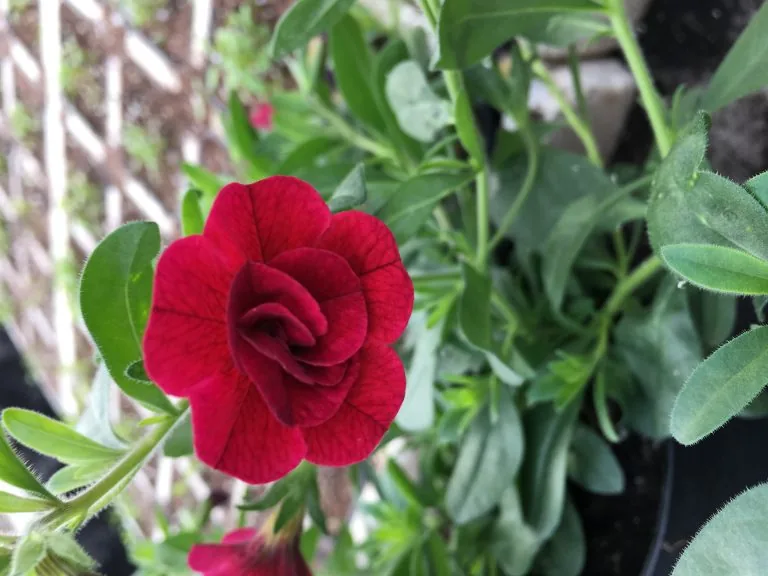 Röd fylld petunia