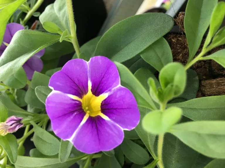 Lila petunia med gul mitt