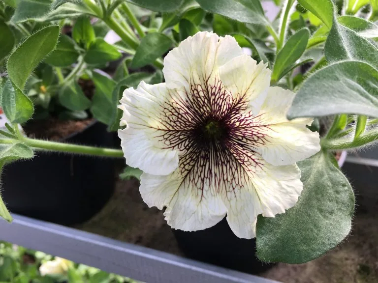 Vit petunia med mörka ådror