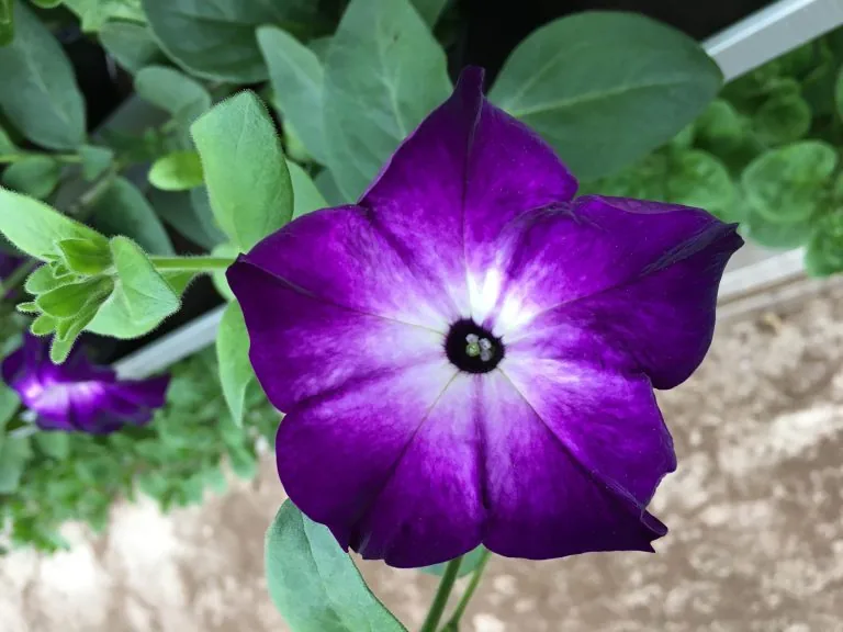 Mörklila petunia med vit stjärna