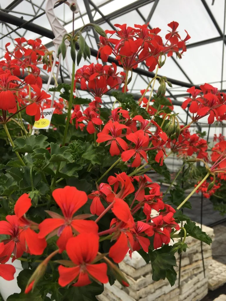 Zinnia i korall