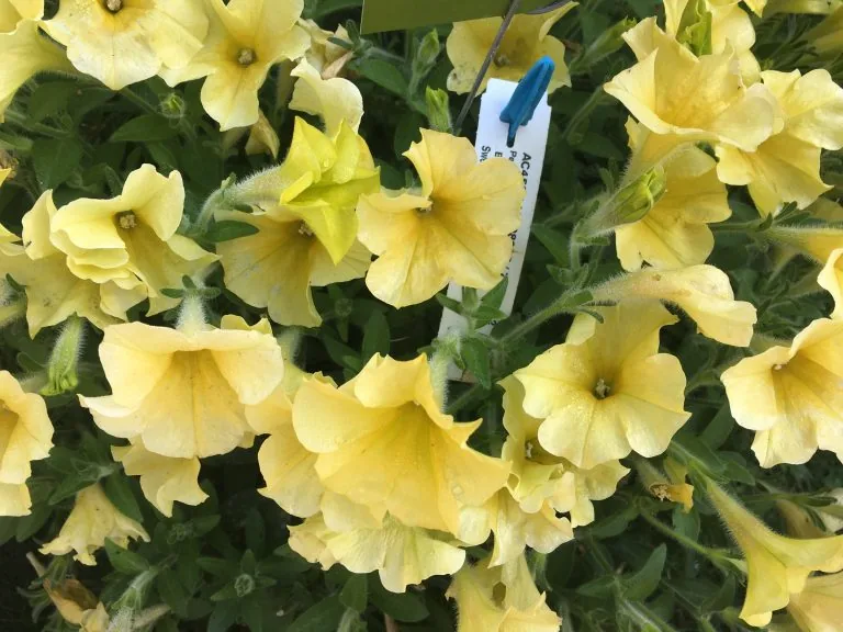 Gul petunia