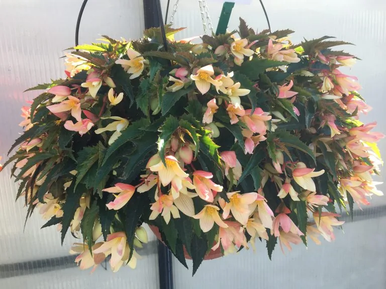Ampel med begonia i persika