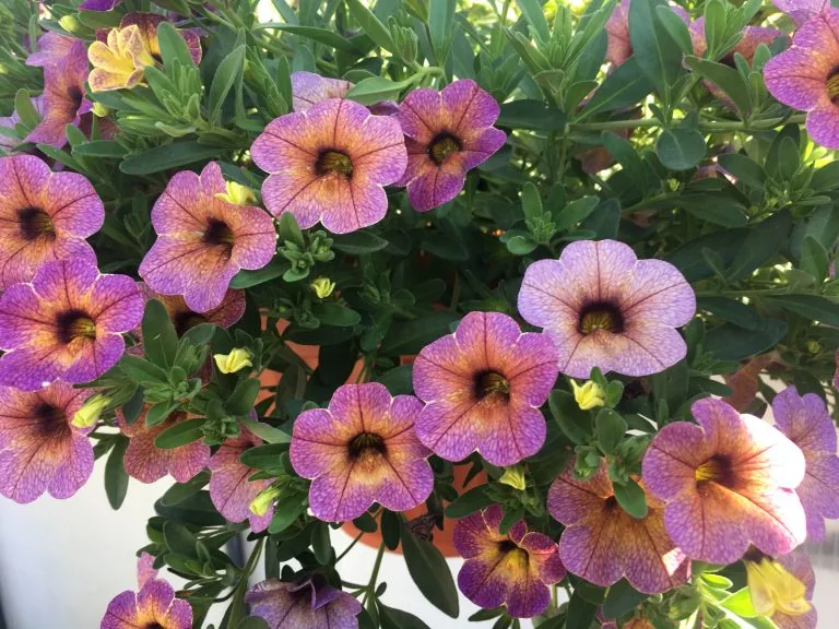 Rosa småblommig petunia i ampel