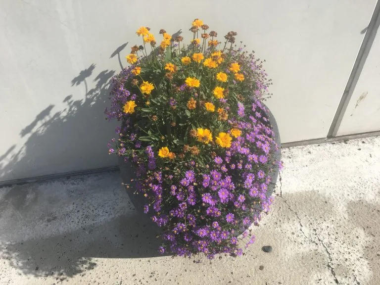 Verbena i lila